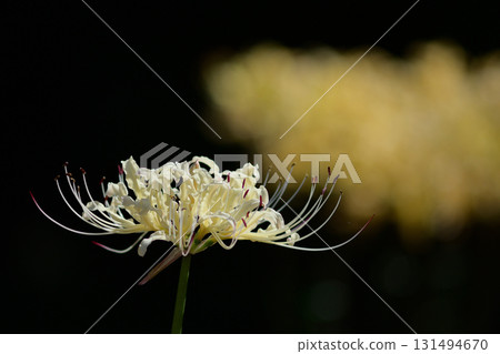 Red spider lilies, white and yellow 131494670