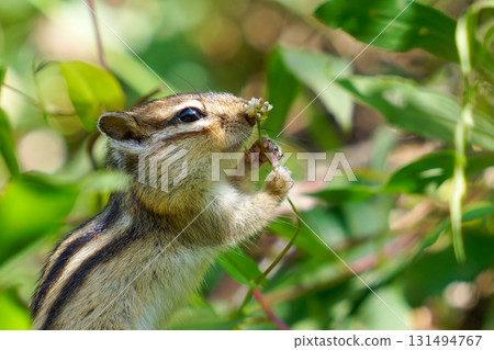 一隻北海道花栗鼠正在享受野花的芬芳 131494767