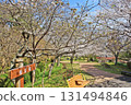 Beautiful cherry blossoms bloom at Shiranoe Botanical Park in Moji Ward, Kitakyushu City 131494846