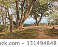 Shiranoe Botanical Garden in Moji-ku, Kitakyushu, where you can enjoy seasonal plants 131494848