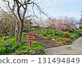 Beautiful cherry blossoms bloom at Shiranoe Botanical Park in Moji Ward, Kitakyushu City 131494849