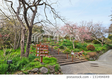 Beautiful cherry blossoms bloom at Shiranoe Botanical Park in Moji Ward, Kitakyushu City Beautiful cherry blossoms bloom at Shiranoe Botanical Park in Moji Ward, Kitakyushu City 131494849