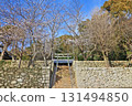 Cherry blossoms bloom at Kibune Shrine in Kitaku, Moji Ward, Kitakyushu City 131494850