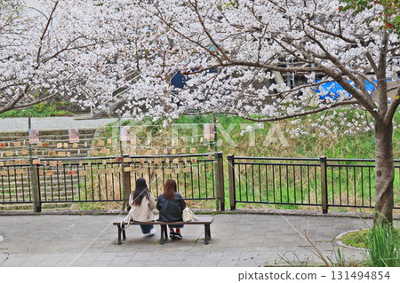 北九州小倉南區石伊川沿岸的一排櫻花樹和許願牌 131494854