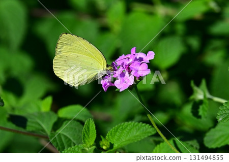 Grass yellow 131494855