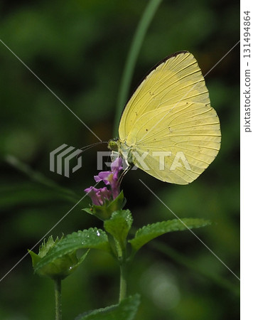 草黃色 草黃色 131494864