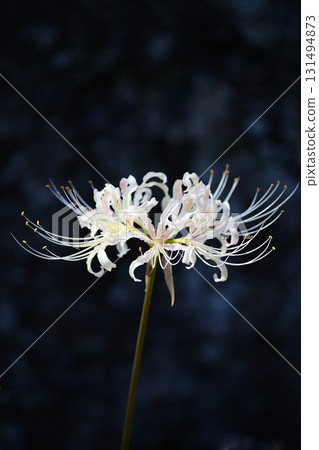 簇生孤挺花：美麗的白色浮花 131494873