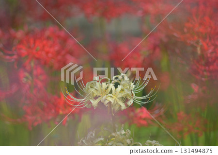 Red and white of the red spider lily Red and white of the red spider lily 131494875