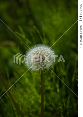 Dandelion fluff in the grass 131494890
