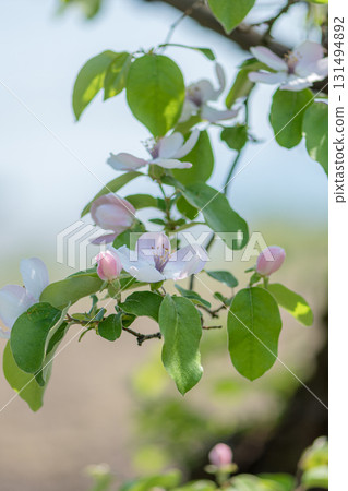 Karin's flower 131494892