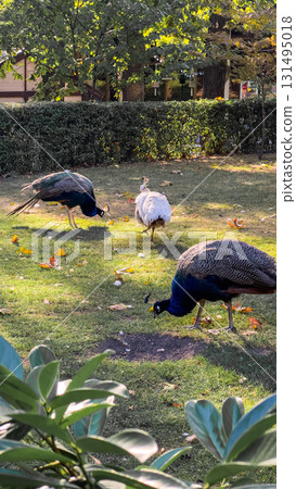 A group of peacocks walk along a stone path in a garden. The bird displays vibrant blue and green plumage, surrounded by lush greenery and soft earth. 131495018