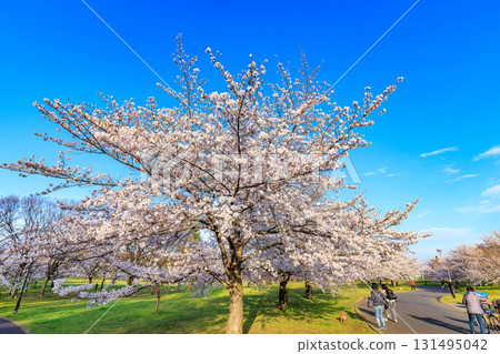 Sakura in full bloom at Toneri Park, Adachi-ku, Tokyo 131495042