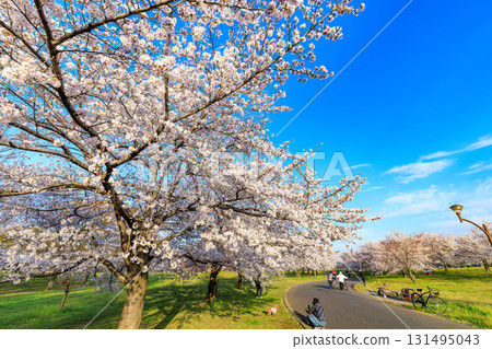 Sakura in full bloom at Toneri Park, Adachi-ku, Tokyo 131495043