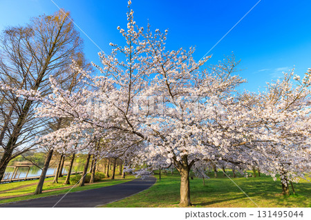 Sakura in full bloom at Toneri Park, Adachi-ku, Tokyo Sakura in full bloom at Toneri Park, Adachi-ku, Tokyo 131495044