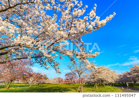 Sakura in full bloom at Toneri Park, Adachi-ku, Tokyo 131495047