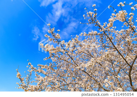 Sakura in full bloom at Toneri Park, Adachi-ku, Tokyo 131495054
