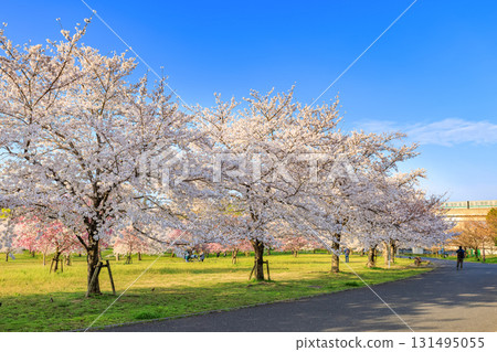 Sakura in full bloom at Toneri Park, Adachi-ku, Tokyo 131495055