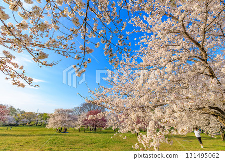 東京足立區舍人公園盛開的櫻花 東京足立區舍人公園盛開的櫻花 131495062