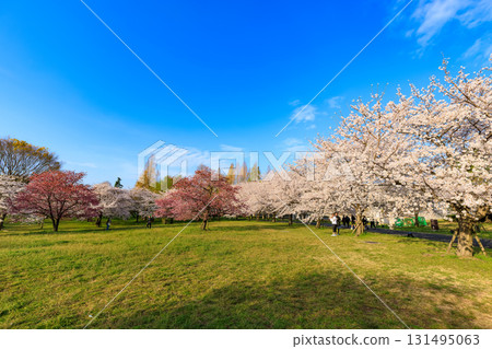 Sakura in full bloom at Toneri Park, Adachi-ku, Tokyo 131495063