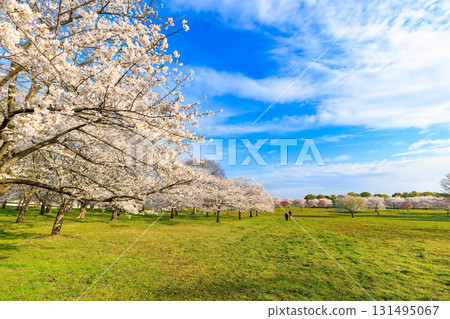Sakura in full bloom at Toneri Park, Adachi-ku, Tokyo 131495067