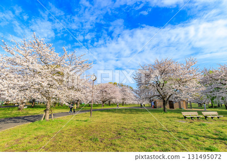 Sakura in full bloom at Toneri Park, Adachi-ku, Tokyo 131495072