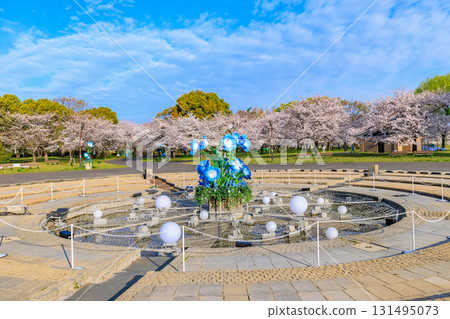 Fountain Square and cherry blossoms in full bloom at Toneri Park in Adachi Ward, Tokyo 131495073