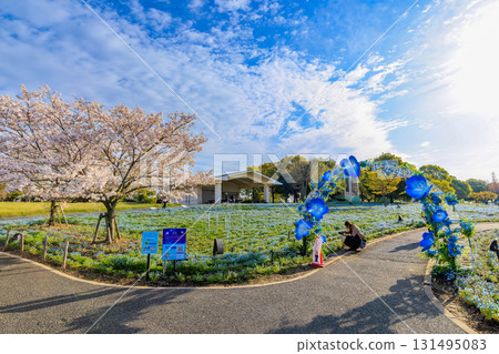 Cherry blossoms and nemophila in full bloom at Toneri Park in Adachi Ward, Tokyo 131495083