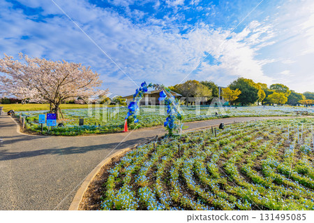 Cherry blossoms and nemophila in full bloom at Toneri Park in Adachi Ward, Tokyo 131495085