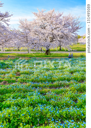 Cherry blossoms and nemophila in full bloom at Toneri Park in Adachi Ward, Tokyo 131495089
