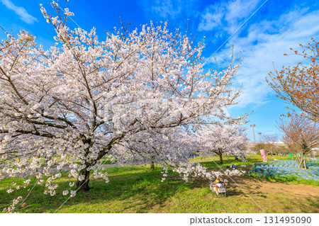 Cherry blossoms and nemophila in full bloom at Toneri Park in Adachi Ward, Tokyo 131495090