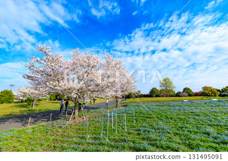 東京足立區舍人公園的櫻花和粉蝶盛開 131495091