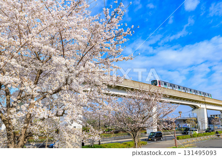 Cherry blossoms in full bloom and the Toneri Liner at Toneri Park in Adachi Ward, Tokyo 131495093