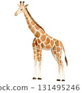 Hand-painted watercolor illustration of a majestic giraffe Artistic wildlife artwork with soft textures and delicate brushstrokes 131495246