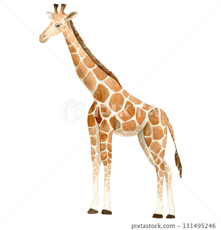 Hand-painted watercolor illustration of a majestic giraffe Artistic wildlife artwork with soft textures and delicate brushstrokes Hand-painted watercolor illustration of a majestic giraffe Artistic wildlife artwork with soft textures and delicate brushstrokes 131495246