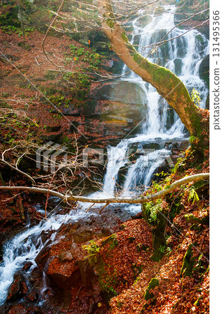 beautiful autumn scenery near the waterfall shypot. popular travel destination of Ukrainian Carpathians. mossy rocks near water stream. steep slopes in fallen foliage. sunny afternoon in autumn beautiful autumn scenery near the waterfall shypot. popular travel destination of Ukrainian Carpathians. mossy rocks near water stream. steep slopes in fallen foliage. sunny afternoon in autumn 131495366