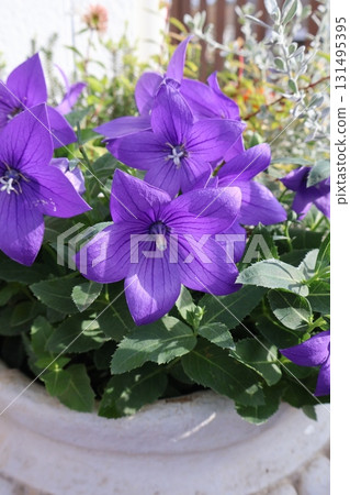 紫色風鈴草插花 紫色風鈴草插花 131495395