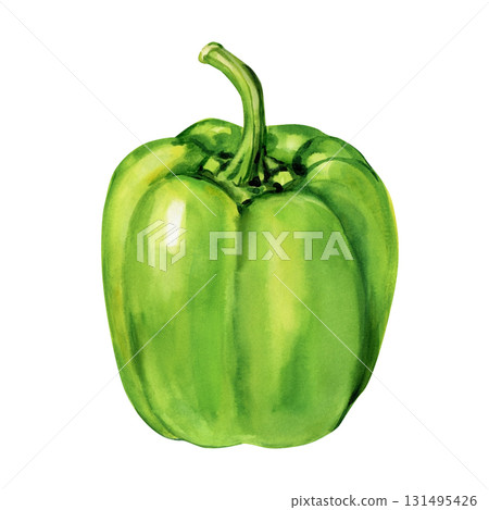 Green bell pepper watercolor painting fresh vegetable food illustration healthy organic kitchen art on white background 131495426