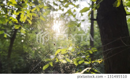 Spiderweb swaying in wind with sunlight at background. Spider builds a cobweb in forest. Beautiful scene on summer park at sunset. Concept of nature wildlife Spiderweb swaying in wind with sunlight at background. Spider builds a cobweb in forest. Beautiful scene on summer park at sunset. Concept of nature wildlife 131495510