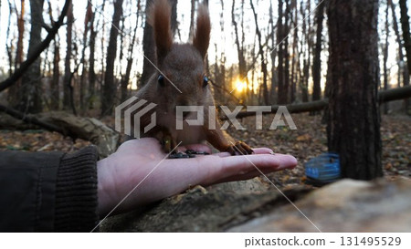 Cute rodent eating food from hand of young girl at forest. Wild fluffy squirrel taking sunflower seeds from female arm and gnawing it. Woman feeding hungry small sciurus against sunset at background Cute rodent eating food from hand of young girl at forest. Wild fluffy squirrel taking sunflower seeds from female arm and gnawing it. Woman feeding hungry small sciurus against sunset at background 131495529