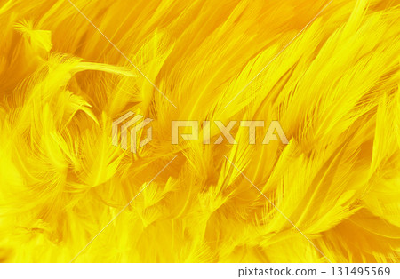 Beautiful yellow color bird feathers pattern texture background. Beautiful yellow color bird feathers pattern texture background. 131495569