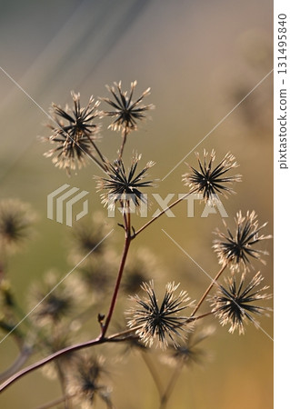 鬼針草/粘蟲（鬼針草屬）荒地出售 131495840