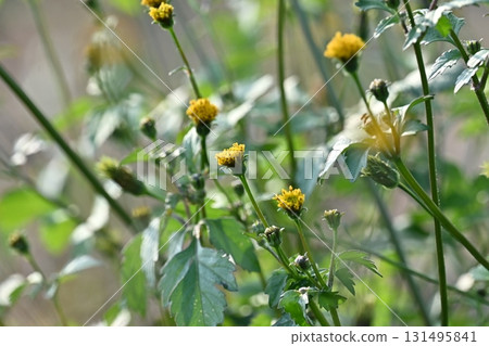 Bidens/Sticky bug (genus Bidens) Wasteland Land for sale Bidens/Sticky bug (genus Bidens) Wasteland Land for sale 131495841