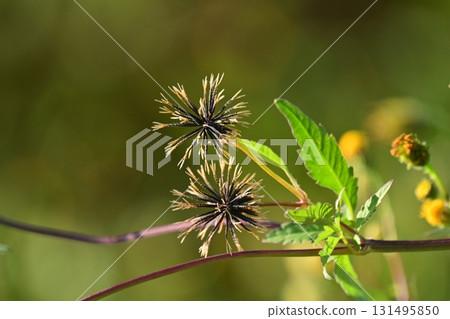 鬼針草/粘蟲（鬼針草屬）荒地出售 131495850