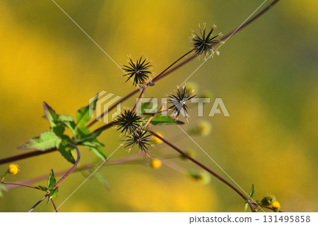 Bidens/Sticky bug (genus Bidens) Wasteland Land for sale 131495858