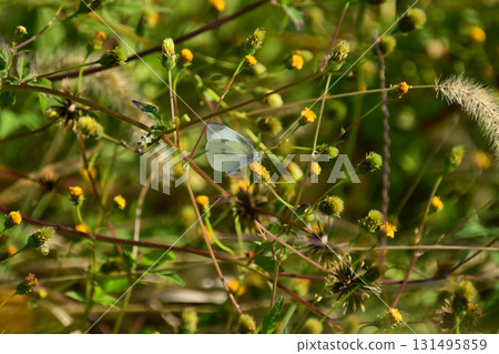 鬼針草/粘蟲（鬼針草屬）荒地出售 131495859