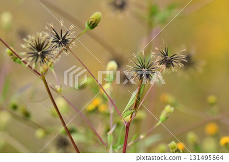 鬼針草/粘蟲（鬼針草屬）荒地出售 131495864