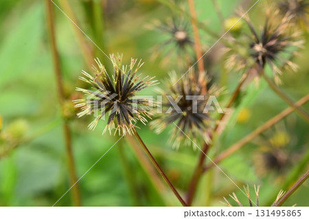 鬼針草/粘蟲（鬼針草屬）荒地出售 131495865