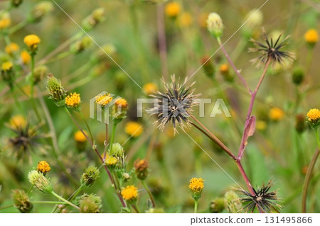 Bidens/Sticky bug (genus Bidens) Wasteland Land for sale Bidens/Sticky bug (genus Bidens) Wasteland Land for sale 131495866