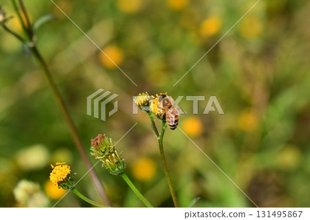 Bidens/Sticky bug (genus Bidens) Wasteland Land for sale 131495867
