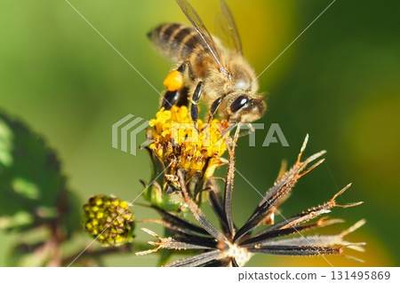 鬼針草/粘蟲（鬼針草屬）荒地出售 131495869